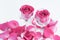Large heads of fresh roses in wine glasses. Two glasses of roses surrounded by flower petals. White background. Concept. Love,
