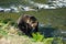 Large healthy grizzly bear walks along the rivers edge looking for salmon to catch