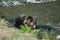 Large healthy grizzly bear walks along the rivers edge looking for salmon to catch