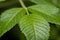 Large healthy leaves of the tree under high magnification