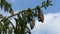 Large heavy cones on Spruce tree branch swinging in gentle wind, 4K resolution