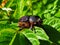 Large hefty black beetle, big scarab beetle sit on green leaves