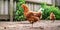 Large hen stands on one leg in farm backyard against fence