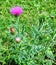 Large herbaceous medicinal plant burdock Arctium