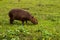 Large herbivorous animal of brown color from tropical zones. Live in the countryside and in mud puddles. Animals in the pasture