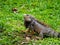 Large Herbivorous Lizard Staring on the Grass