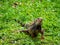 Large Herbivorous Lizard Staring on the Grass