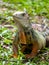 Large Herbivorous Lizard Staring on the Grass