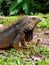 Large Herbivorous Lizard Staring on the Grass