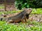 Large Herbivorous Lizard Staring on the Grass