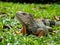 Large Herbivorous Lizard Staring on the Grass
