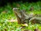 Large Herbivorous Lizard Staring on the Grass