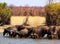 Large herd of African Cape Buffalo wading and drinking from a waterhole in Hwange National Park