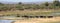 Large herd of African Elephants crossing the Sabi River in Kruger National Park in South Africa RSA