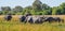 Large herd of African elephants grazing in tall river grass with green trees in background, safari in Moremi NP