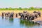 Large herd of African Elephants at a waterhole taking a drink in the heat of the day with a natural bush background and blue sky