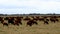 Large herd of beef cattle grazing in pasture. Cows, bulls, calves together in paddock.