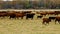 Large herd of beef cattle grazing in pasture. Cows, bulls, calves together in paddock.