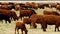 Large herd of beef cattle grazing in pasture. Cows, bulls, calves together in paddock.