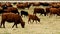 Large Herd of Beef Cattle grazing in pasture. Cows, bulls, calves together in paddock.