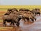 Large Herd of Buffalo drinking from Lake Kariba