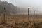 Large herd of cattle in the morning mist, Villa Pehuenia, NeuqueÌn, Argentina