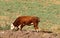 A large herd of cows grazes in a forest glade