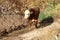 A large herd of cows grazes in a forest glade