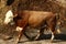 A large herd of cows grazes in a forest glade