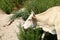 A large herd of cows grazes in a forest glade