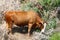 A large herd of cows grazes in a forest glade