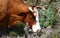 A large herd of cows grazes in a forest glade