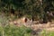 A large herd of cows grazes in a forest glade