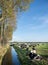 large herd of cows reclines in meadow near ditch under blue sky in the netherlands