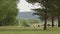 A large herd of cows with sheep grazing near forest edge.