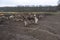 A large herd of deer and fallow deer in a closed farm in the field.