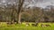 Large herd of deer in the forest scenery, Phoenix Park, Ireland