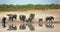 Large herd of elephants next to a waterhole with reflection