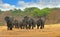 Large herd of elephants walking forwards on the Hwange Plains