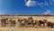 Large herd of elephants at a waterhole with a vibrant blue sky in Etosha National Park, Namibia