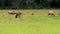 Large herd of elk laying in tall grasses