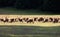 Large Herd of Elks Grazing on a Meadow