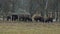 A large herd of European bison eating grass against the background of the forest, 4K, landscape