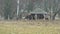 Large herd of European bison and sika deer in search of food, wildlife 4K
