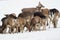 A large herd of European red deer, fallow deer and European mouflon on the feeding platform in winter