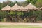 Large herd of giraffe in zoo