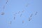 A large herd of the great white pelican circling the blue sky in warm and sunny Israel on the Red Sea, near Eilat