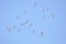A large herd of the great white pelican circling the blue sky in warm and sunny Israel on the Red Sea, near Eilat