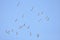 A large herd of the great white pelican circling the blue sky in warm and sunny Israel on the Red Sea, near Eilat