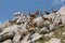 large herd of ibex on mountaintop, grazing and leaping among rocks